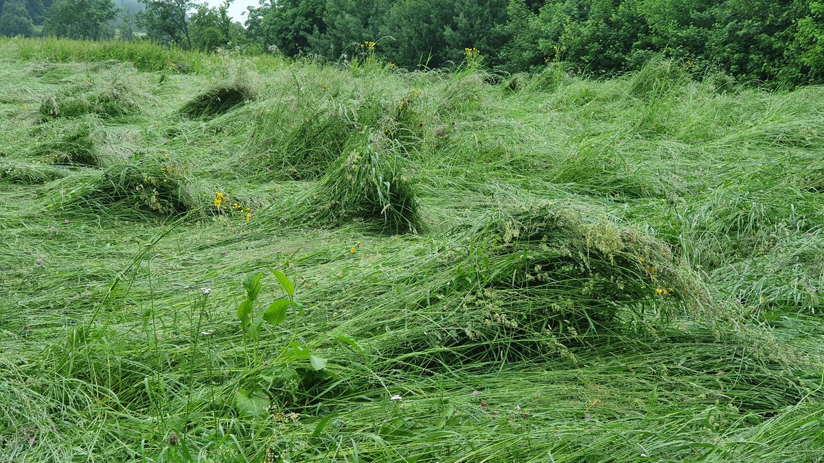 IkaKarl's tweet photo. schwerer regen -
wellenberge aus gras ziehen
übers wiesenmeer
#haiku #haikuaufdeutsch #haiga #photohaiku #springhaiku #saveinsects #insectlovers #savebees #savebumblebees
#savebutterflies
#gartenglueck #writelikeissa #kobayashiissa https://t.co/gpfQ1NZpOf