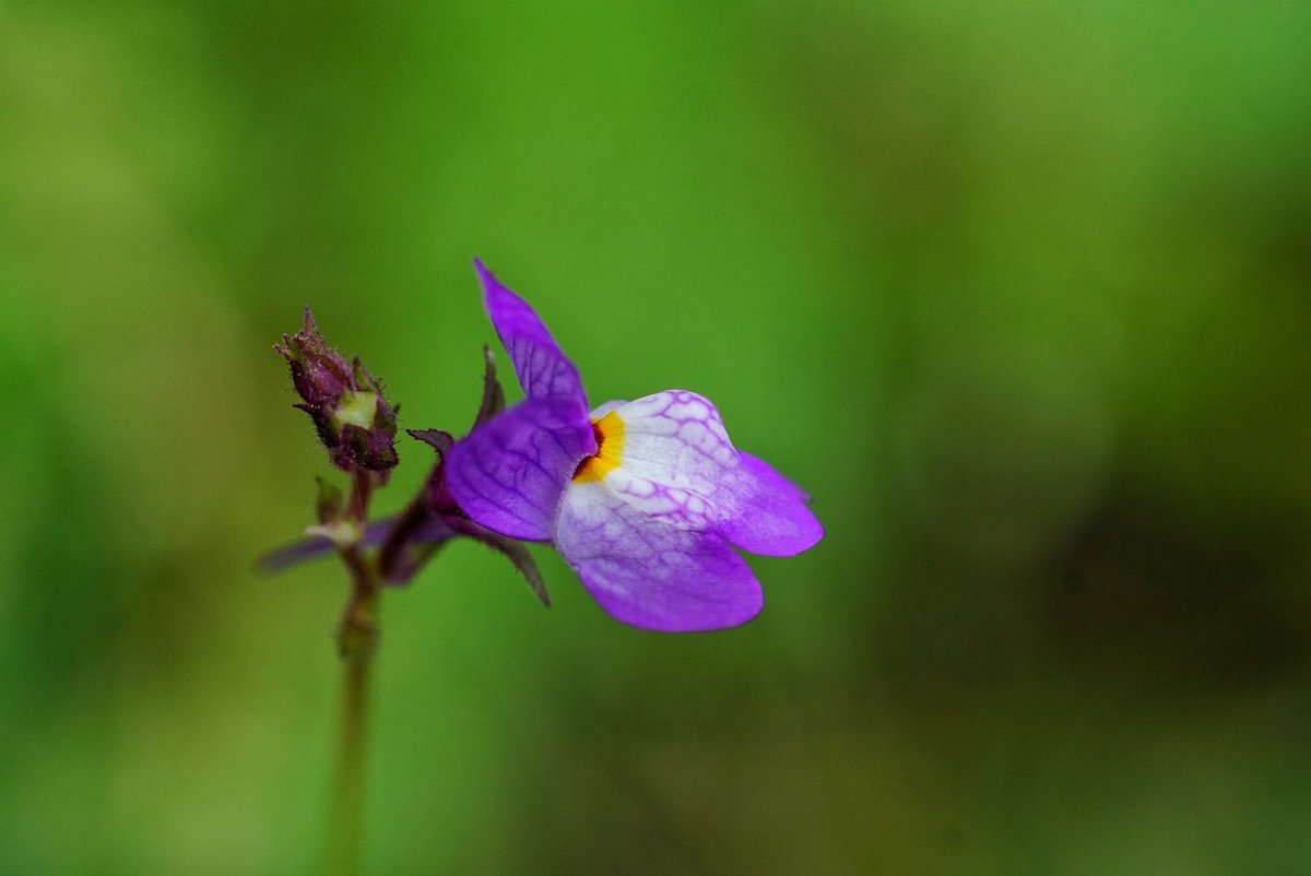 lupus_sch's tweet image. Ausflug zum Rotbachsee
#rotbach #rotbachsee
#sony #alpha77ii