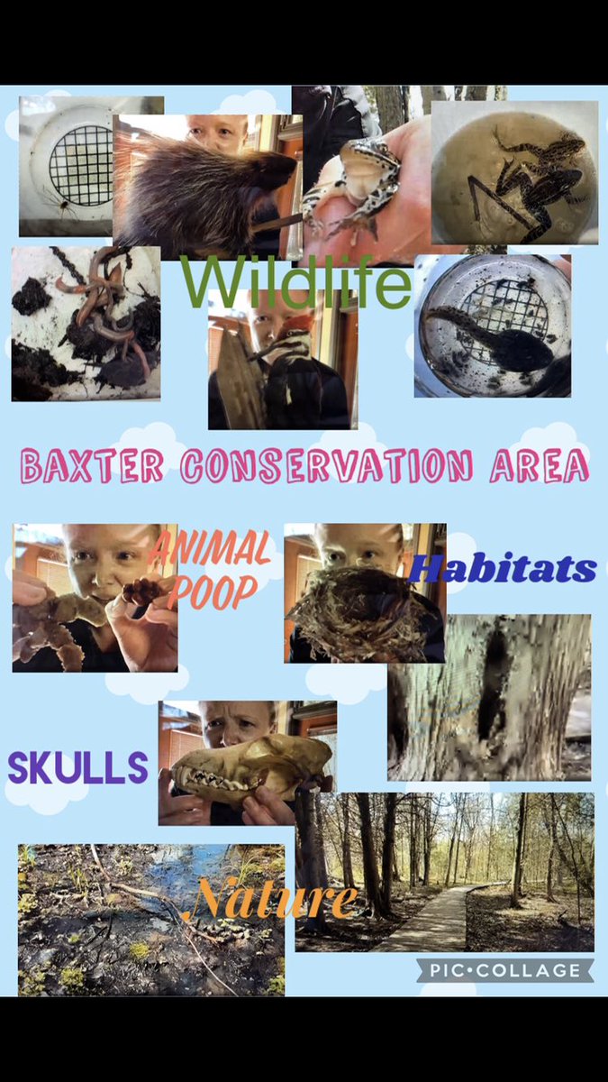 CBurkhardtOCSB's tweet photo. A few weeks ago we had the pleasure of participating in a live tour of the Baxter Conservation Area! We learned a lot about animals and their habitats!  #ottCatholicSB #AngelsOCSB @kinderocsb @MrsTKroeger https://t.co/pTNug9fEsy