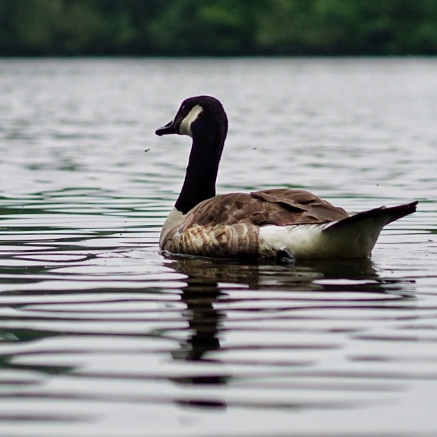 lupus_sch's tweet photo. Ausflug zum Rotbachsee
#rotbach #rotbachsee
#sony #alpha77ii https://t.co/IMguuCGn1d
