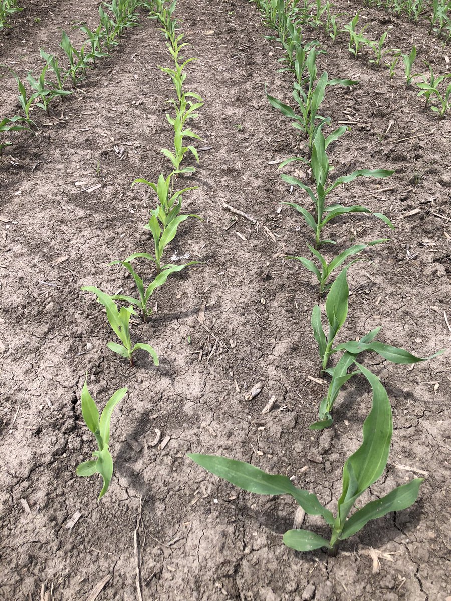 Show me you are using RISER  row starter without telling me you are using RISER row starter!!!
<a href="/NutrienEast/">Nutrien Ag Solutions-East</a> <a href="/NutrienAgRetail/">Nutrien Ag Solutions</a> <a href="/DynaGroSeed/">Dyna-Gro Seed</a> <a href="/growloveland/">Loveland Products</a> @JoeScienceLPI <a href="/GretaGrayHacker/">Greta Gray</a>