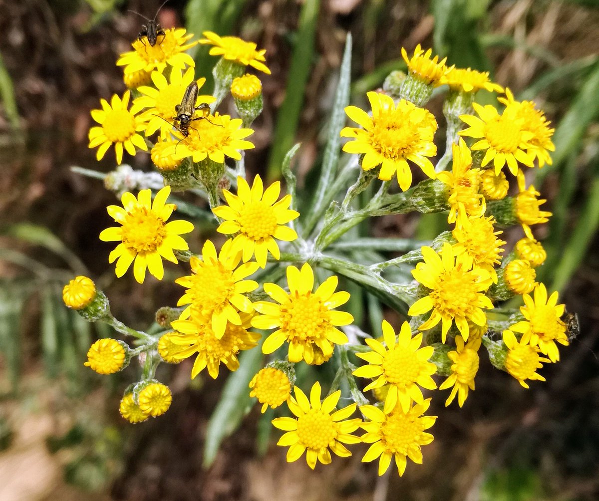 jordisaes's tweet photo. Esta Montcada tant florida que sembla una catifa de Corpus.
Fotos d'ahir a la tarda al Turó de Montcada i d'aquest matí a la Serralada de Marina.
A part de les #margarides i la #ginesta, no sé de quines plantes es tracta.
#montcada i #reixac #turó #serraladademarina https://t.co/lCeop44dhY