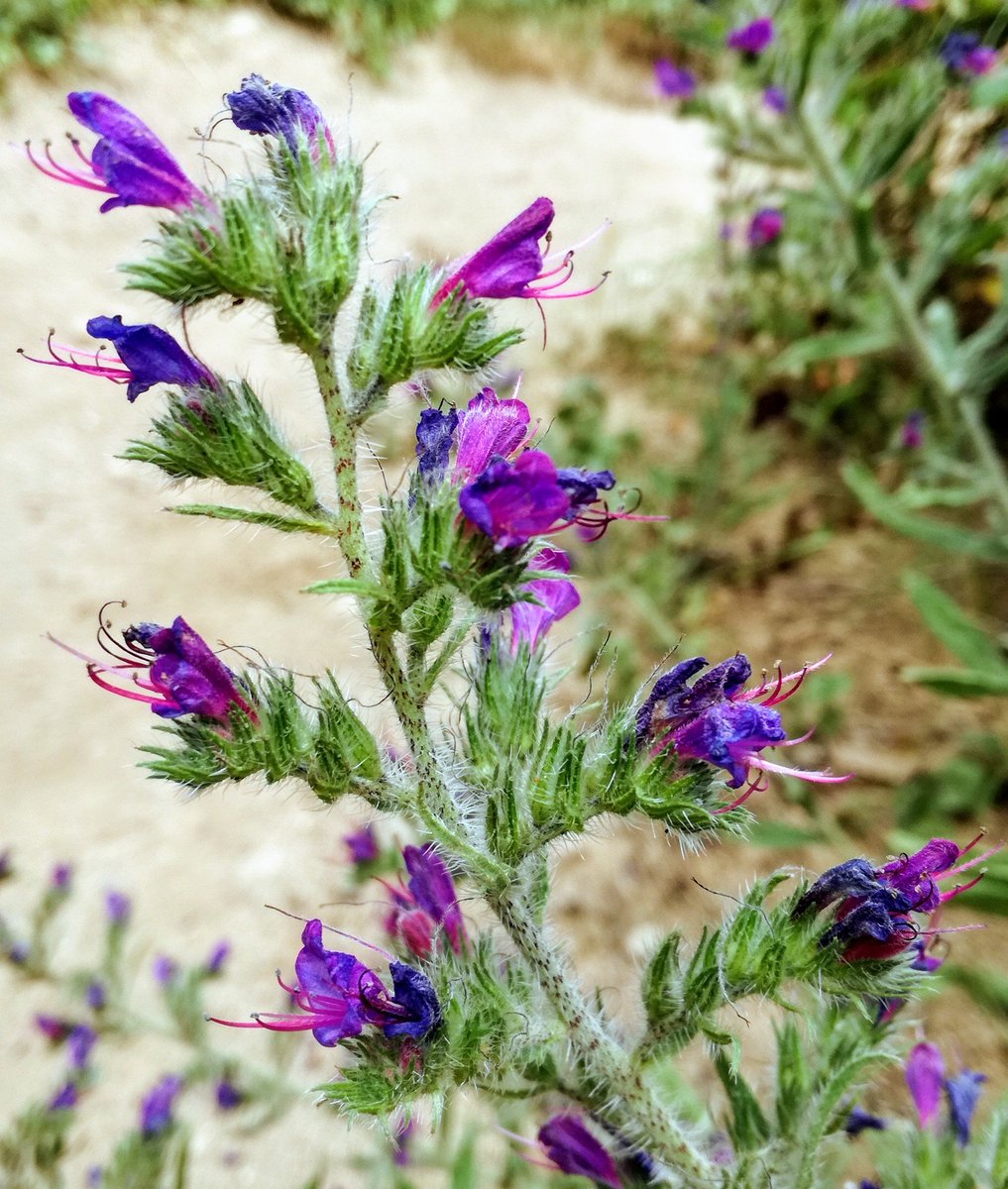 jordisaes's tweet photo. Esta Montcada tant florida que sembla una catifa de Corpus.
Fotos d'ahir a la tarda al Turó de Montcada i d'aquest matí a la Serralada de Marina.
A part de les #margarides i la #ginesta, no sé de quines plantes es tracta.
#montcada i #reixac #turó #serraladademarina https://t.co/lCeop44dhY