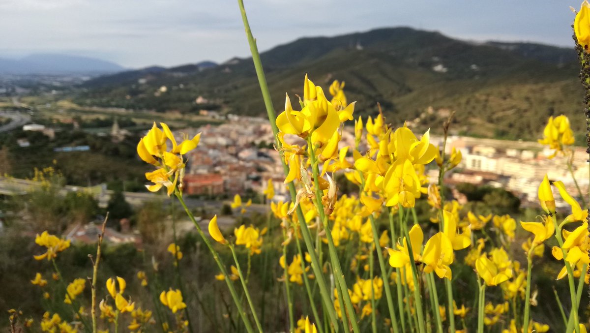 jordisaes's tweet photo. Esta Montcada tant florida que sembla una catifa de Corpus.
Fotos d'ahir a la tarda al Turó de Montcada i d'aquest matí a la Serralada de Marina.
A part de les #margarides i la #ginesta, no sé de quines plantes es tracta.
#montcada i #reixac #turó #serraladademarina https://t.co/lCeop44dhY