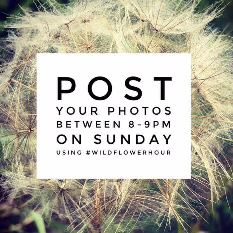 wildflower_hour's tweet photo. It’s time for #WildflowerHour! So looking forward to seeing what you have found blooming across Britain &amp; Ireland this week! The challenge was to see if you could find an orchid, did you manage to spot one?  Mystery plant? Please use #WildflowerID https://t.co/GDtPCRgGXx