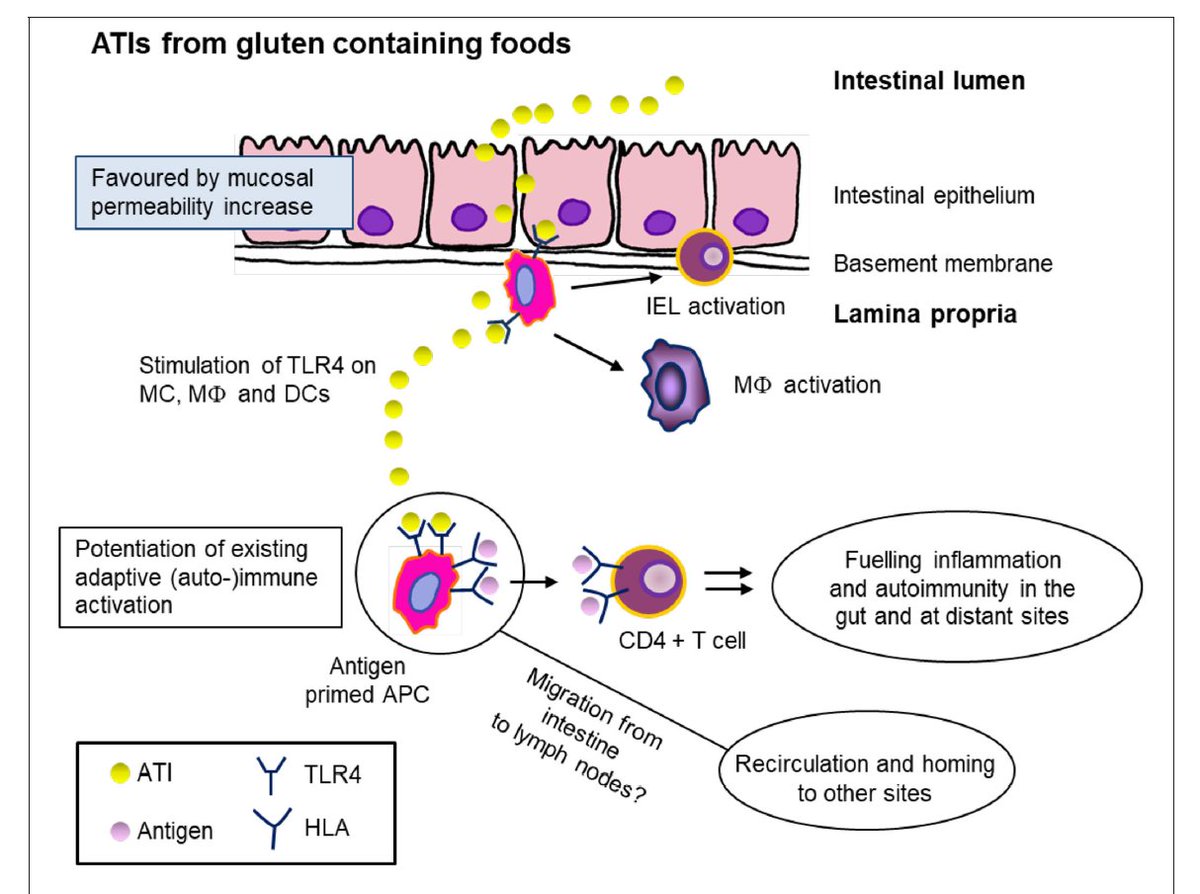Symptoms in #IBS are often triggered by #wheat. Is that due to #gluten or #FODMAPs? Or is it related to amylase/trypsine inhibitors (ATIs)? 
ATIs are the plant's natural defence against pathogens but can induce immune reactions in humans.
👉frontiersin.org/article/10.338… <a href="/FrontNutrition/">Frontiers - Nutrition</a>