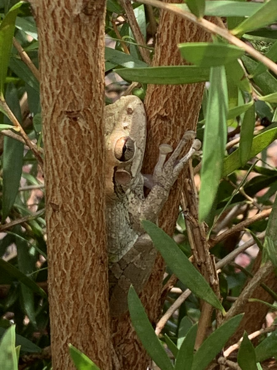 Camouflage can be the first line of survival as this brown tree frog knows. The stems of the bottle brush tree gave extra protection. #BrownTreeFrog #frogs #amphibia #camouflage #naturephotograpahy  #naturelover #BottleBrushTree #survival