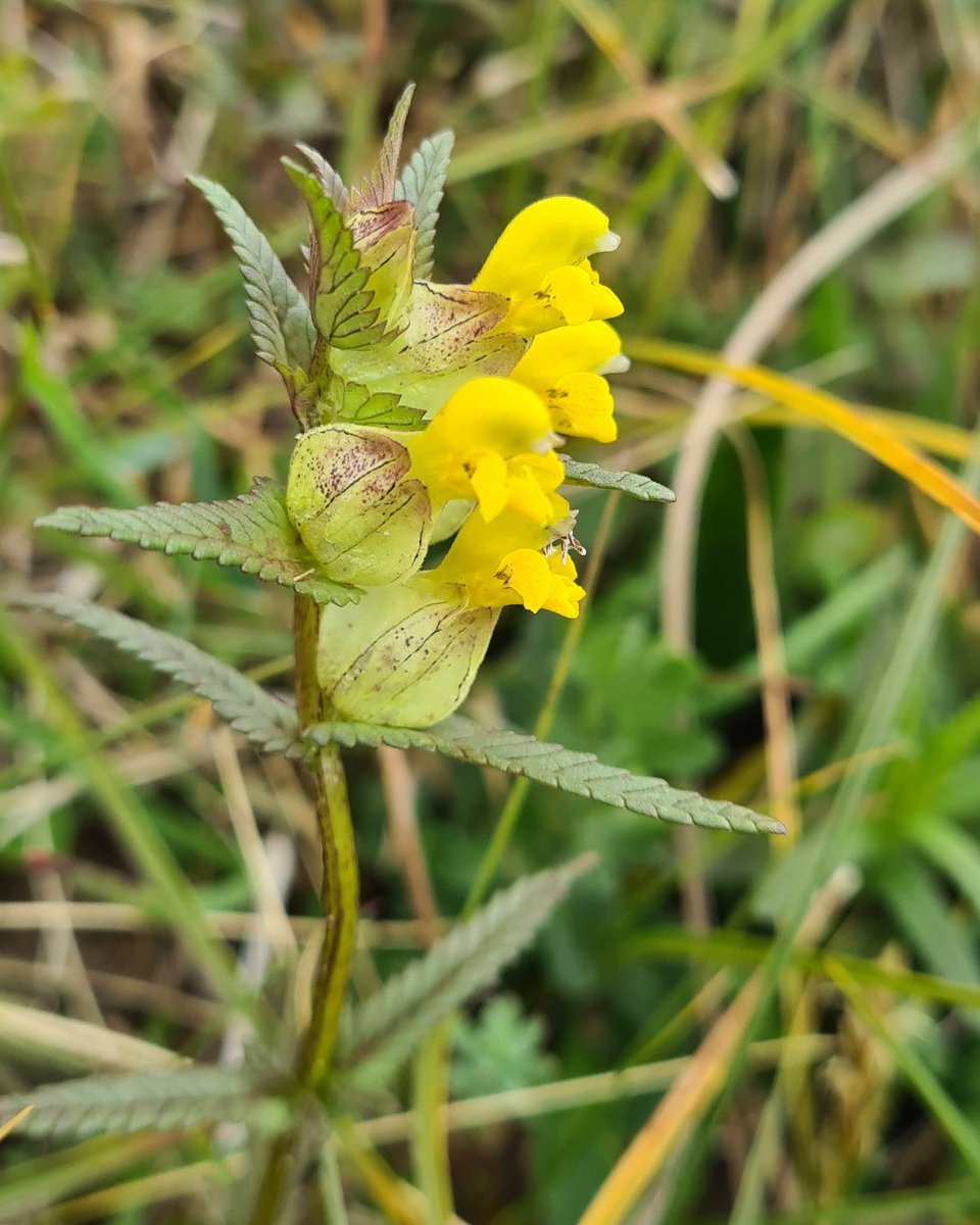 Yellow rattle is the parasite of the plant world. This beautiful flower feeds off the roots of surrounding grasses and weakens them, giving yellow rattle and other wildflowers a better chance of survival #wildflowerhour #yellowrattle @wildflower_hour @BSBIbotany