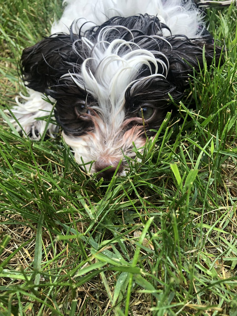 amandatherose_'s tweet image. on a scale of one to Rizzo, how much does my puppy look like Kenickie? #grease #havanese #firstbath