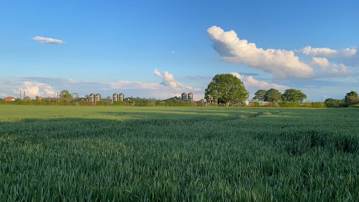 Elms__Farm's tweet image. Elms farm blending in to its surroundings!! #BackBritishFarming #agriculture #poultryfarming #mixedfarming