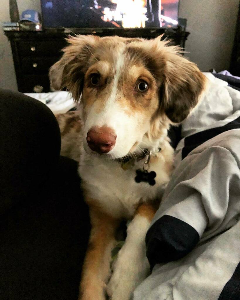 iKnowFash's tweet image. I can’t get enough of this young man! #landocalrissian aka #orlandobloom #dog #puppy #puppylove #cute #aww #prettyboy instagr.am/p/CPyiDVYBIxM/