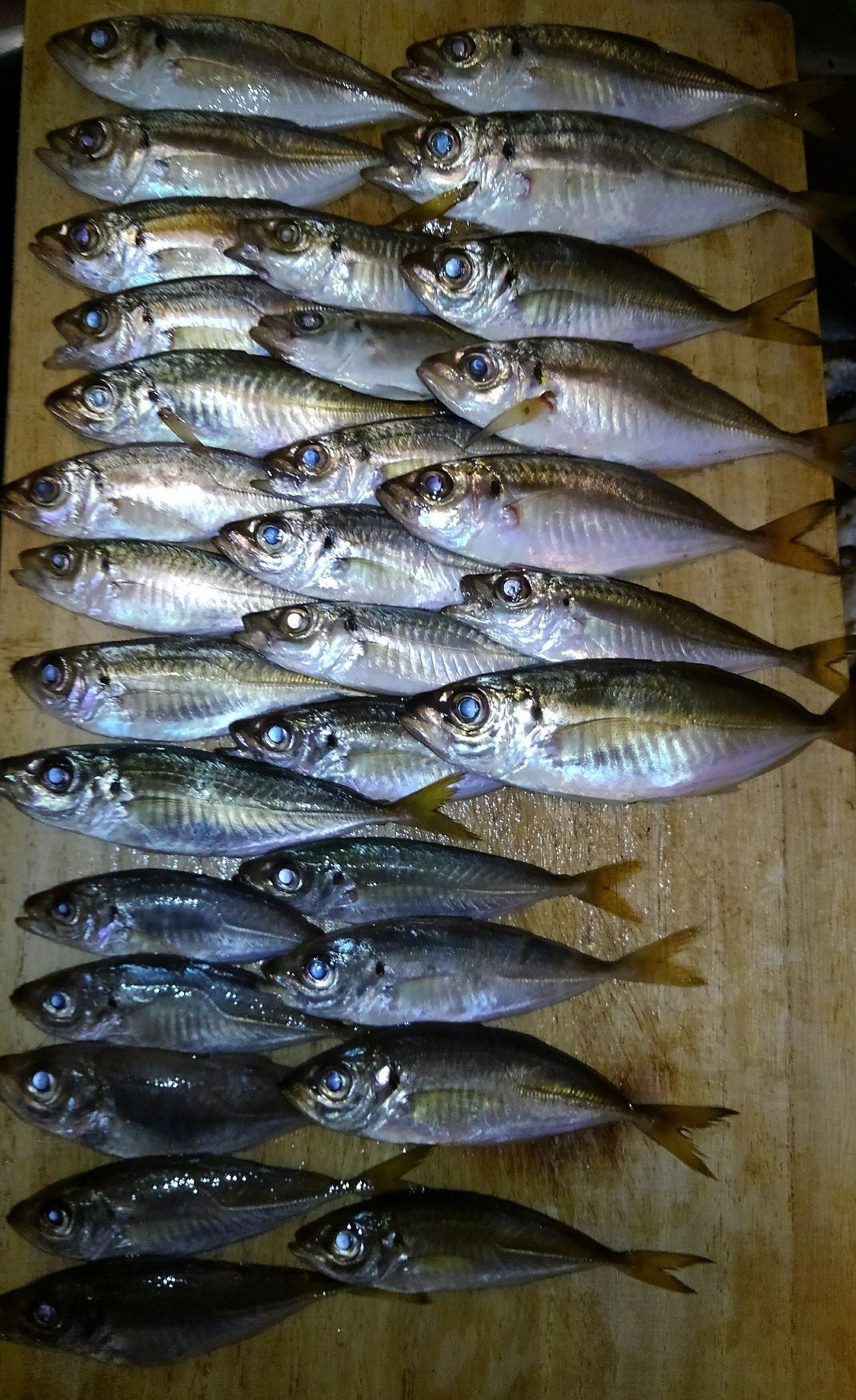 Bin おは夜釣り 横浜大黒ふ頭6 6 6 7 延べ竿サビキ釣り 延釣会ﾘｰﾀﾞｰ釣果 アジ44匹 ﾁｬﾘｺ1匹 ﾘﾘｰｽ ｳﾐﾀﾅｺﾞ1匹 ﾁﾋﾞｶｻｺﾞ1匹 ﾋｲﾗｷﾞ2匹 T Co 5h9vyxxb6e Twitter