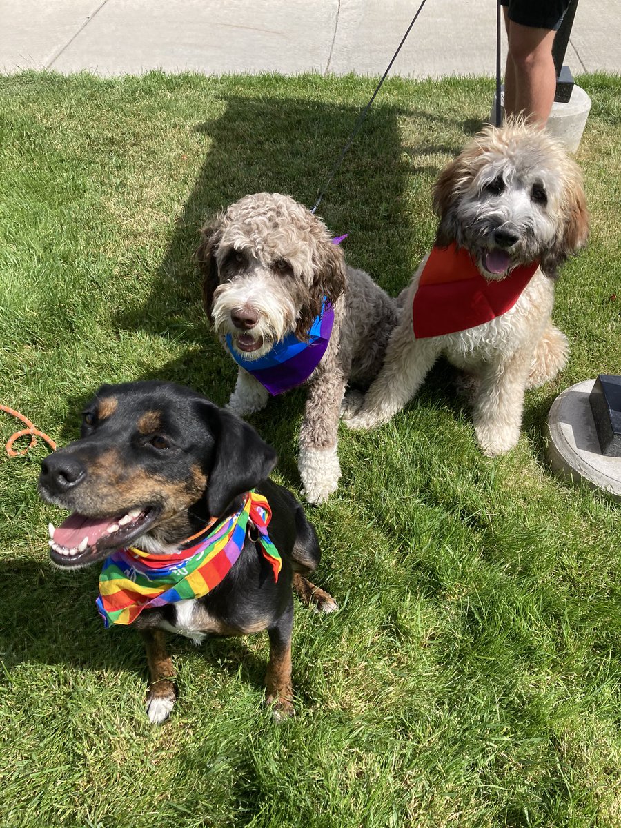 BackmanTalia's tweet image. Happy pride everyone❤️🧡💛💚💙💜🖤The pups are #allys