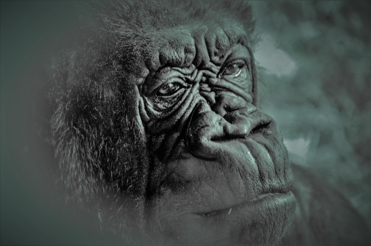 Did you know only 1,063 mountain gorillas are left in the wild? Over 13% of #SafeGorilla tokens are set aside their protection. #altcoins #apeswap #bsc #Cryptocurency