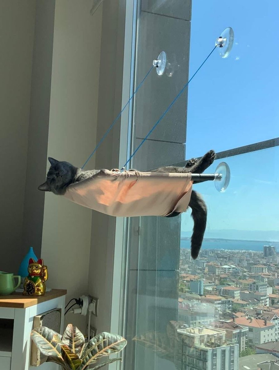 BelowAvgComedy's tweet image. hammock cat