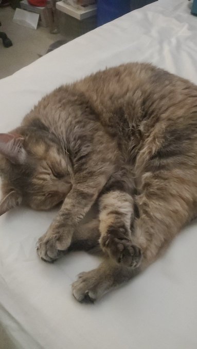 No smut just a cute little cat :3 https://t.co/9DyVLeZfgg