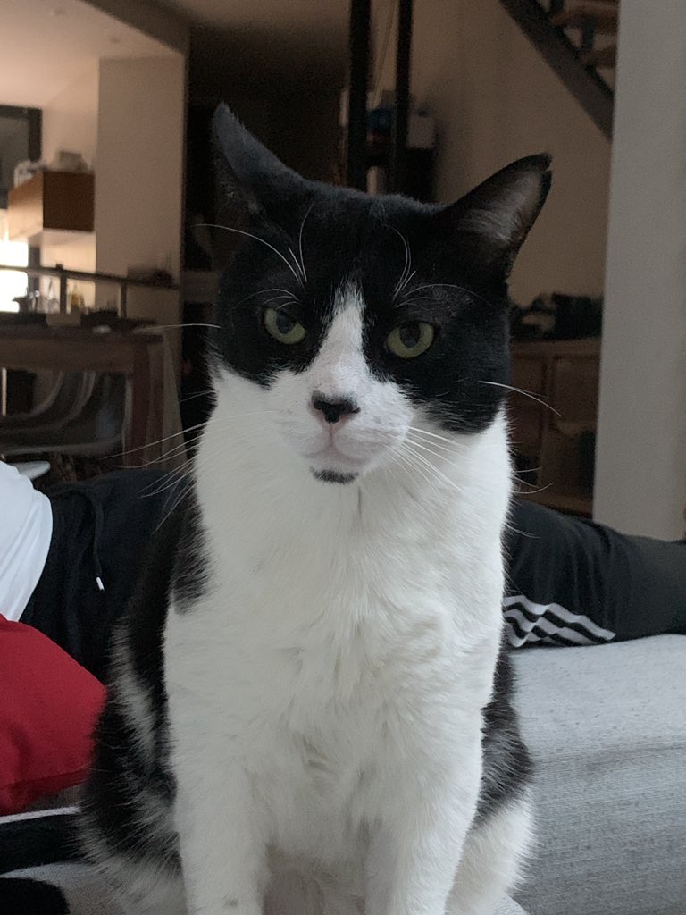 Coucou, notre chat Singed a disparu. Les personnes qui sont sur TOULOUSE, si vous le voyez, envoyez nous un DM svp (sur insta pour ma part). Il est noir et blanc, il a une barbichette et une calvitie un peu.. c’est pas une blague là par contre ça fait 5 jours on l’a pas vu