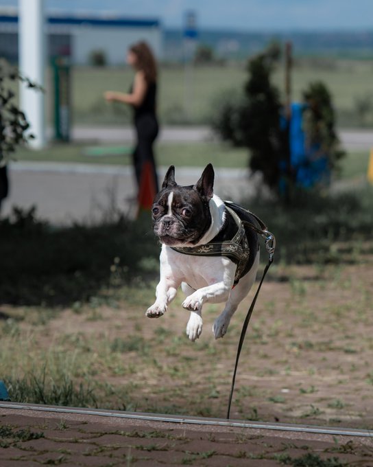 My flying pig 😆🥰🥰🥰😍 #dayoff #selectivestyles #Formula1 #frenchbulldog #doglovers #frenchie #Bulldogs<a href="/tag/dayoff"class="tags">#dayoff</a><a href="/tag/selectivestyles"class="tags">#selectivestyles</a><a href="/tag/formula1"class="tags">#Formula1</a><a href="/tag/frenchie"class="tags"><span>#frenchie</span></a><a href="/tag/frenchbulldog"class="tags"><span>#frenchbulldog</span></a><a href="/tag/doglovers"class="tags"><span>#doglovers</span></a><a href="/tag/bulldogs"class="tags"><span>#bulldogs</span></a>