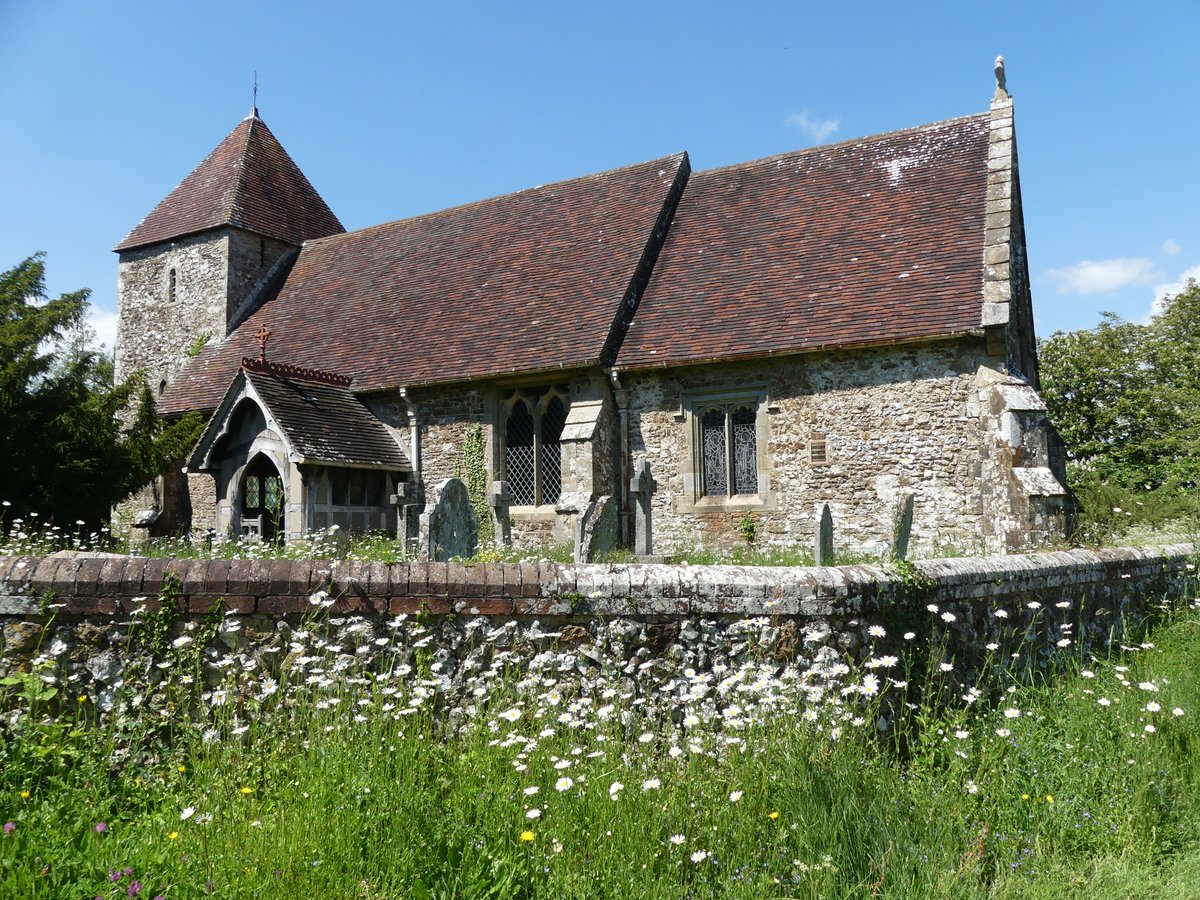 Ox-eye daisies at East Chiltington churchyard #wildflowerhour #ChurchesCountonNature