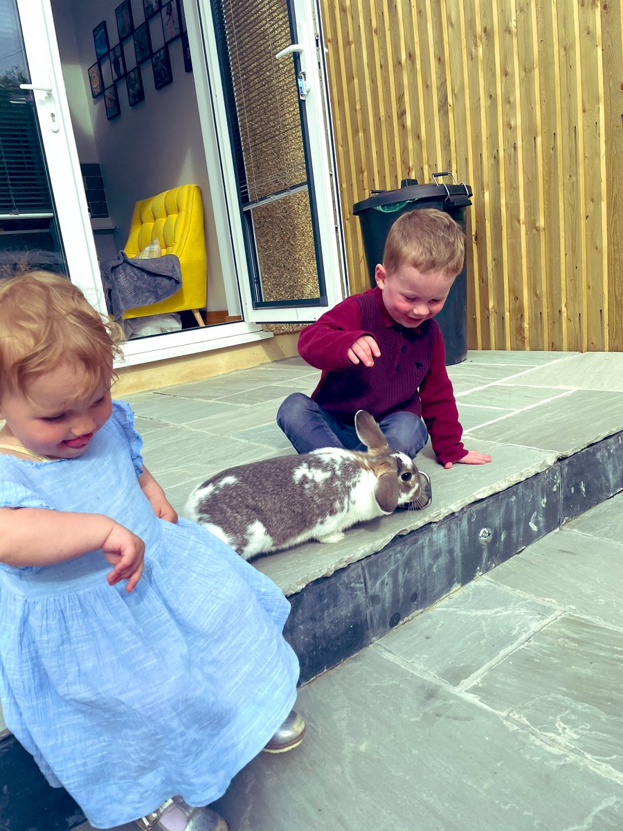 One school pet rabbit being successfully returned tomorrow 💪 🐰