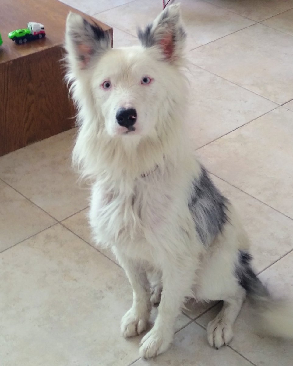 whiskyntanar's tweet image. Hoy salí a votar y regrese con un nuevo amigo. Estaba perdido casi lo atropellan y se acercó a mi, ya no se despegó y me acompaño tota la fila hasta que voté.