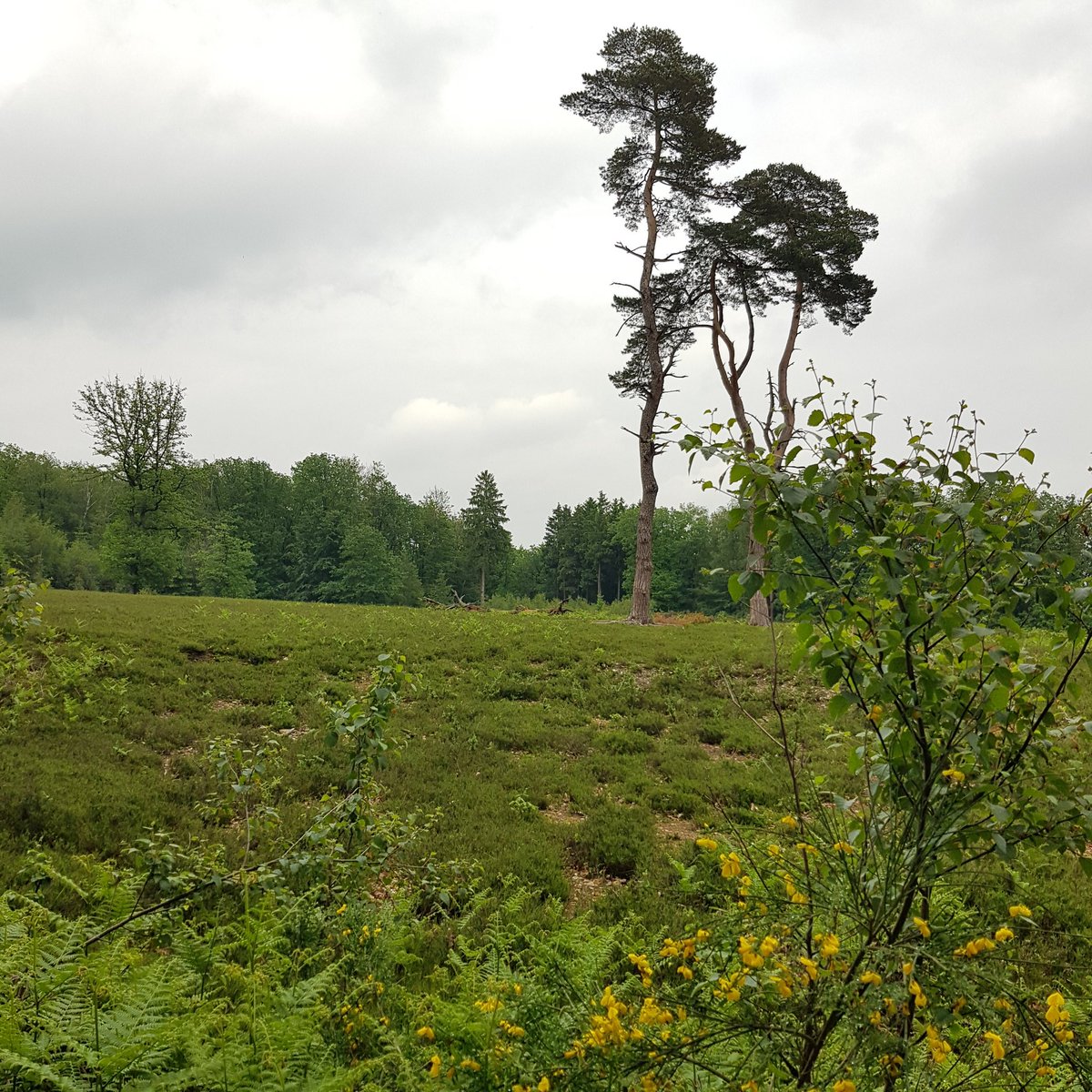 j_akse's tweet photo. Mooie wandeling met z'n 5-jes door het Onderste Bos. Heerlijk weer, wel wat modderig. Gelukkig maar één valpartij vandaag... 🙃🌳😅🍃
#itwasntme #heuvelland #zuidlimburg #magnefiekzuidlimburg https://t.co/Z4thtIK7Hr