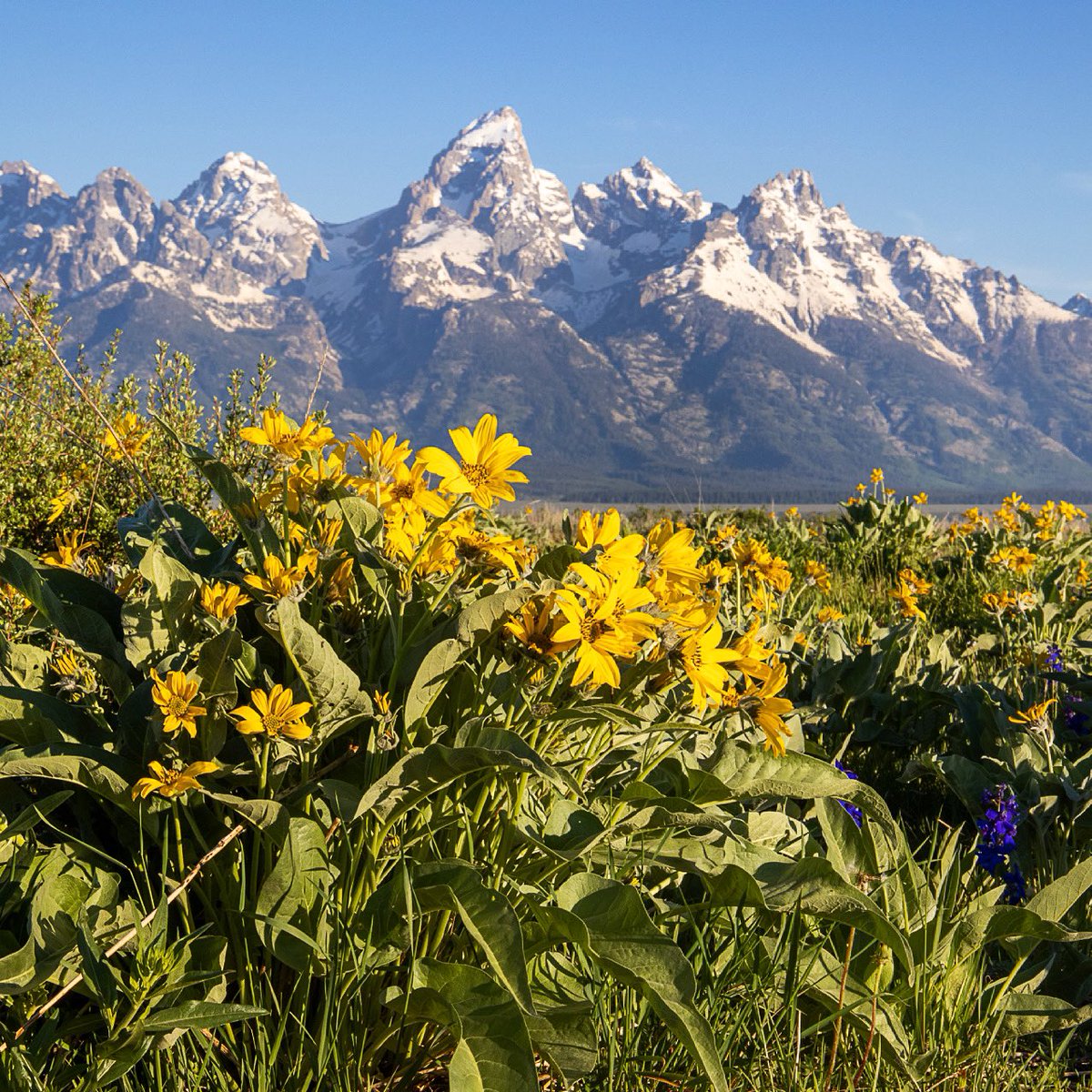 jhski's tweet photo. Spring wildflowers abound. #jacksonhole #jhdreaming. https://t.co/JQSiXzsG0u