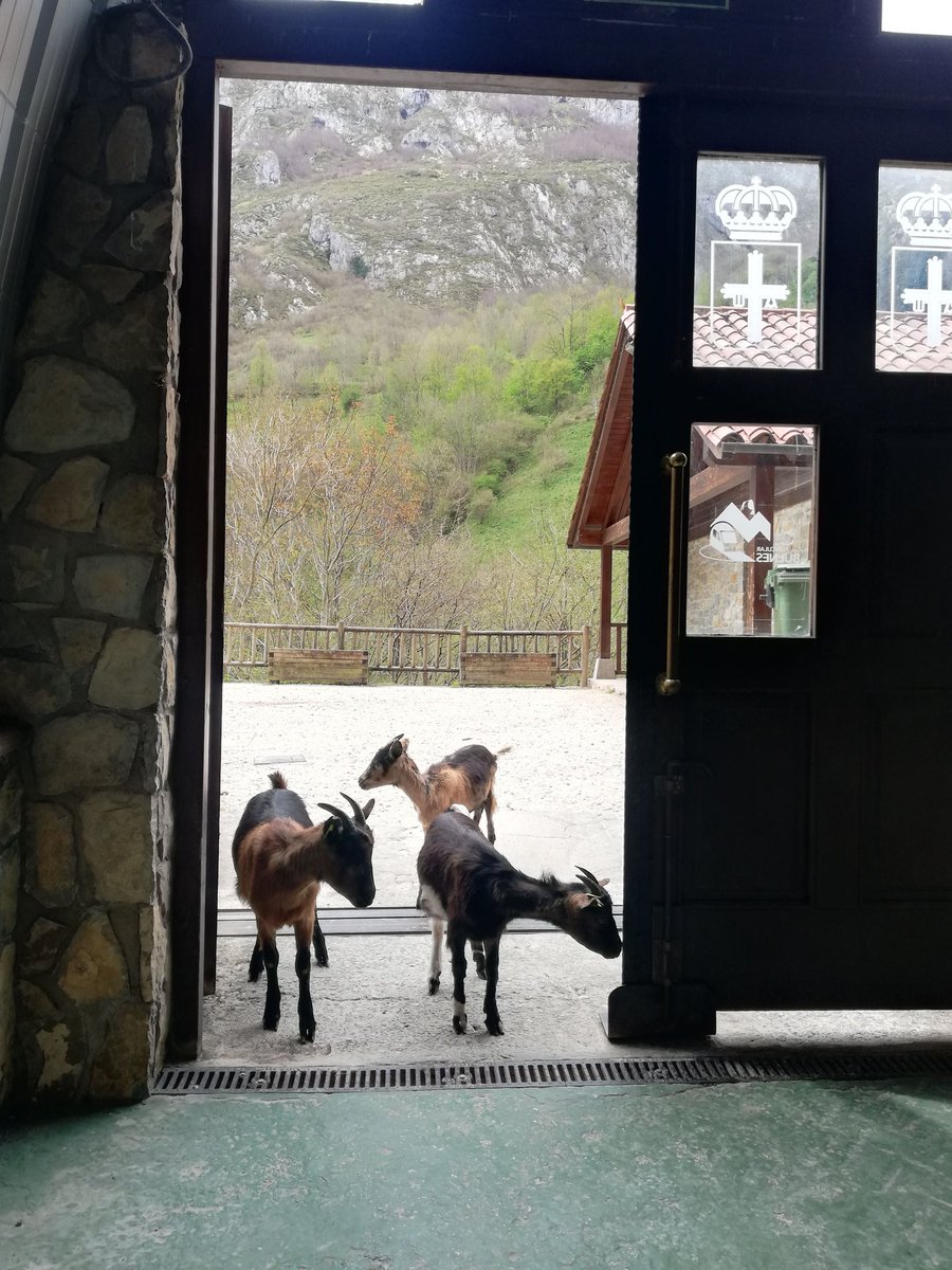 Trotastur's tweet photo. El día que la vida cambió en #Bulnes 
#redpueblosmasbonitosdeespaña
El próximo 17 de septiembre se cumplen veinte años de la inauguración del tren cremallera que unió el último pueblo sin carretera de Asturias con Poncebos y el mundo .
https://t.co/BPlltueA2l https://t.co/THGF5F9xJk