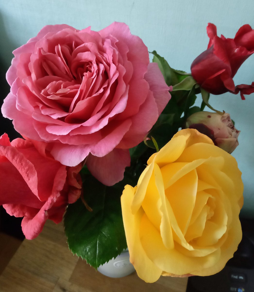 Away for a couple of days and come home to these #roses in bloom. Can't beat <a href="/DAustinRoses/">David Austin Roses</a> for quality, reliability, scent and beauty 💗
So pretty. 
#gardening