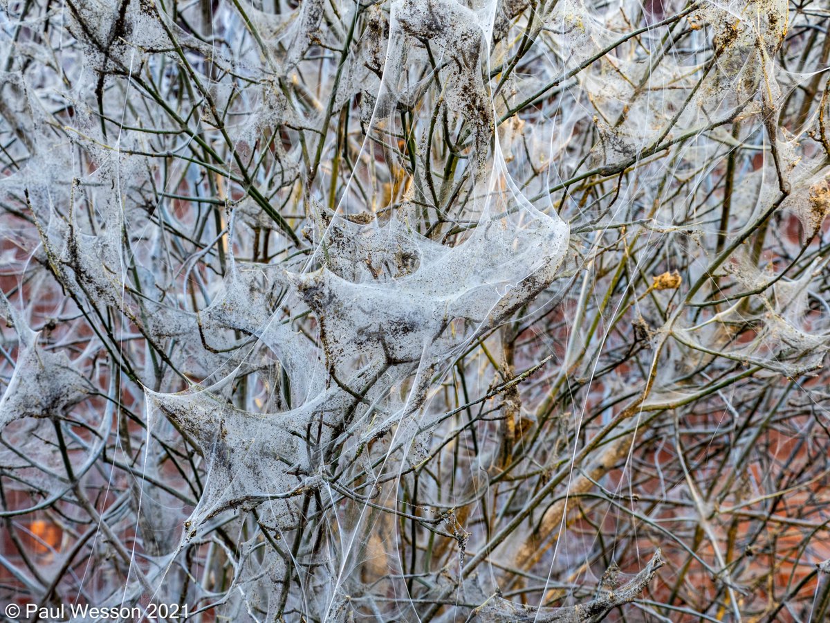 PaulWesson2's tweet photo. A tree on our street is covered in webs, all caused by one small critter, The Ermine Moth Caterpillar. @BBCSpringwatch https://t.co/TIkAacY2vv