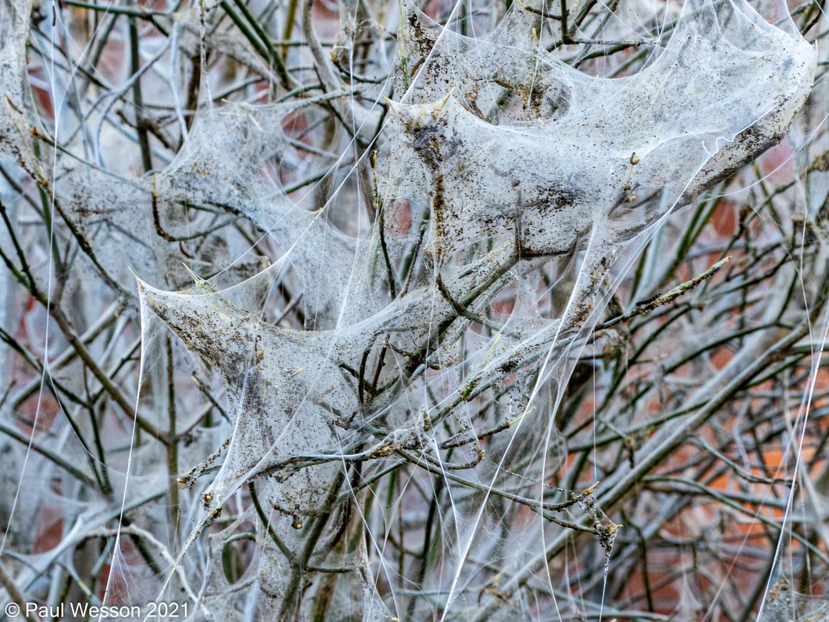 PaulWesson2's tweet photo. A tree on our street is covered in webs, all caused by one small critter, The Ermine Moth Caterpillar. @BBCSpringwatch https://t.co/TIkAacY2vv
