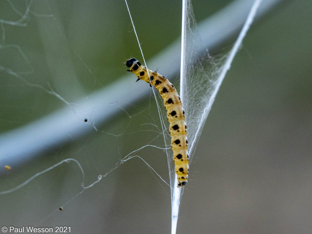 PaulWesson2's tweet photo. A tree on our street is covered in webs, all caused by one small critter, The Ermine Moth Caterpillar. @BBCSpringwatch https://t.co/TIkAacY2vv