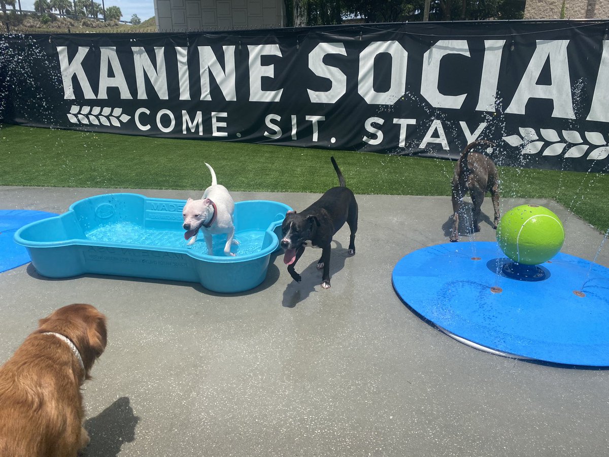 Sunday Funday! #dogpark #dogsparadise #kaninesocial