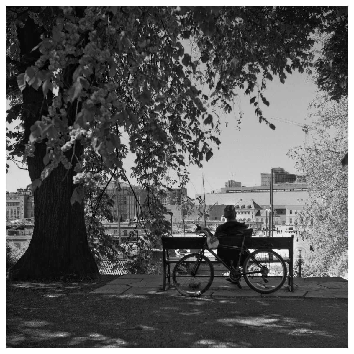 Chill #Ricohflex #TLR #FP4 #D76