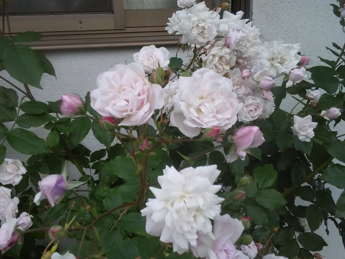 q1kXfDMK3e496LP's tweet photo. 2021年6月7日咲いたよ https://t.co/FKt88gF1xr