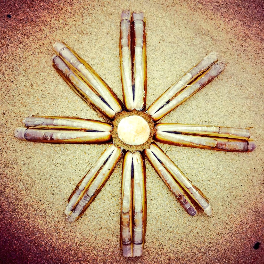 DigiDaughter's tweet photo. Razor clam shells, an unusual find!
#shellart #shellmandala https://t.co/7iLexVvSmS