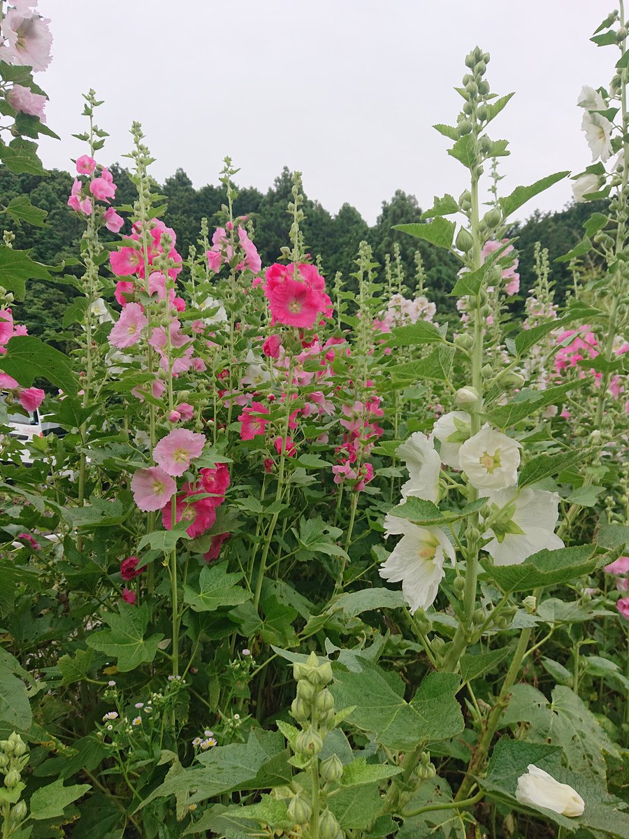 梅雨葵 梅雨葵
