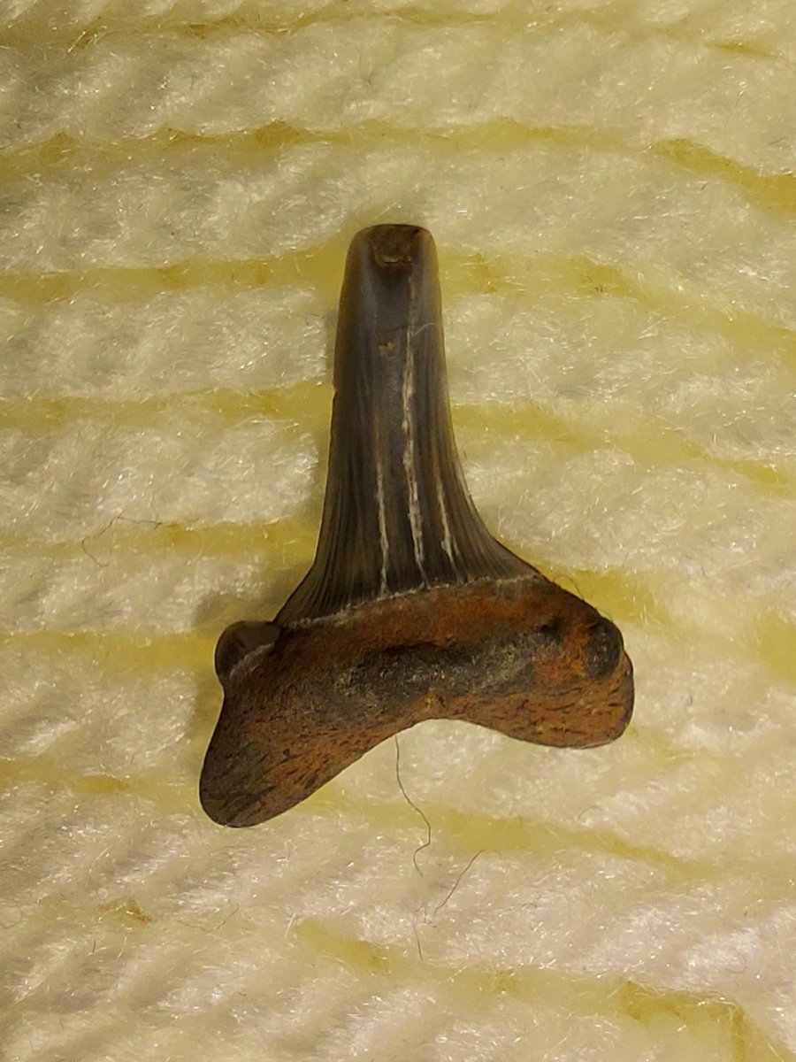 mouldygoldfish's tweet photo. Always amazes me that we can walk along a beach in 2021 and pick up a 55 million year old shark's tooth. #fossils #shark #sharkstooth https://t.co/X4YLl1zccY
