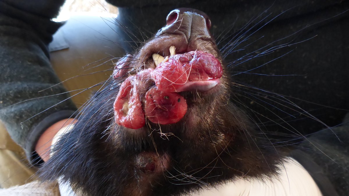 Do devils with DFTD change their diet?

Using Tasmanian devil whiskers, we apply stable isotope analysis to explore this question in our new paper, out in <a href="/Ecol_Evol/">Ecology and Evolution</a>! 

Full paper: bit.ly/34Rb2Qb
Break down below...
(1/5)

Pic: Seb Comte