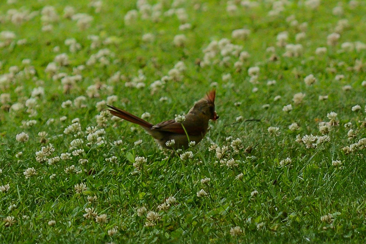 HankAllen's tweet image. Birds I saw in the last week in my yard.