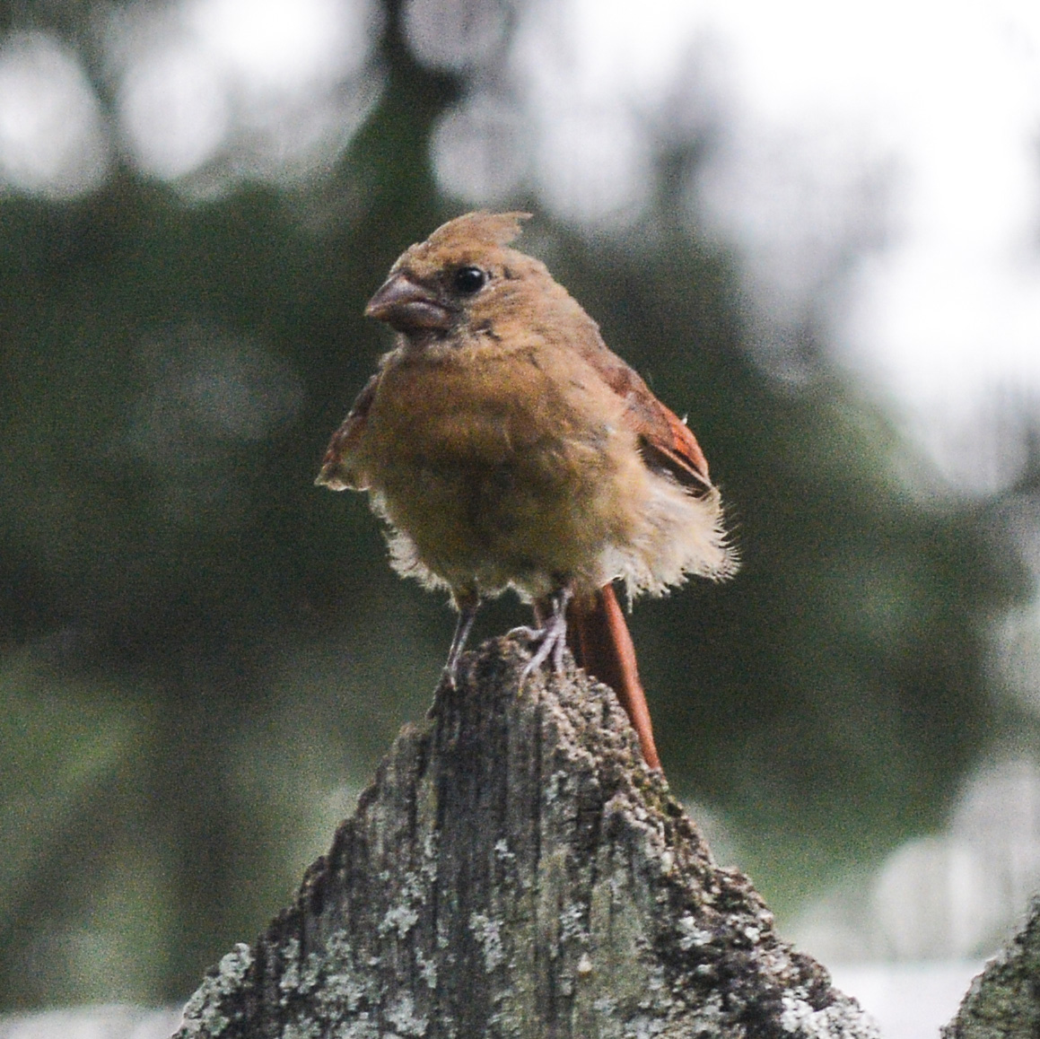 HankAllen's tweet image. Birds I saw in the last week in my yard.