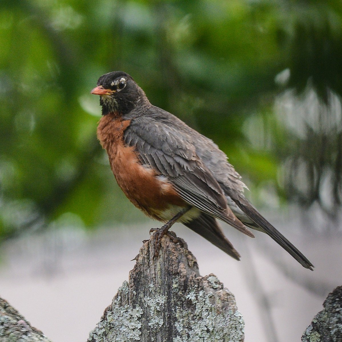 HankAllen's tweet image. Birds I saw in the last week in my yard.