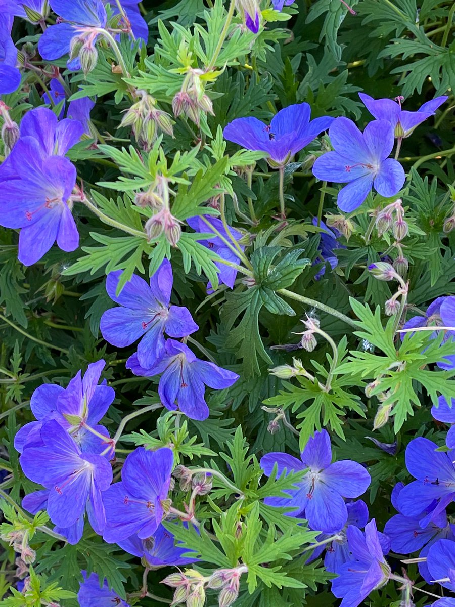 HTscribblings's tweet photo. Looking forward to the start of Summer 2 @NorthwayPrimary . Are you? So much to look forward to and achieve #together. Tomorrow we begin our new core value of #Friendship. #ValuesForVictory See you at 8.50am ready to see Northway in bloom! https://t.co/xaJYzvb84U