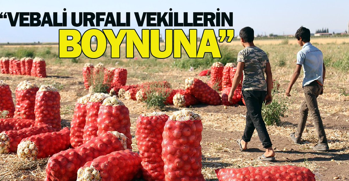 AjansUrfa's tweet photo. Urfalı tarım işçisi öğrenciler LGS'ye giremedi! https://t.co/YeMogiT2NJ https://t.co/OblGmAmlZX