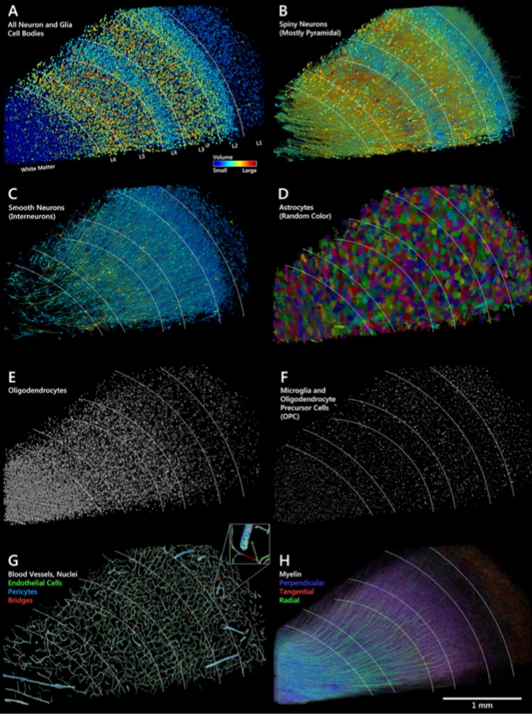 MJYoung_MD's tweet photo. Kudos @Harvard LichtmanLab and @GoogleAI on this breathtaking connectomic study of petascale fragment of
human cerebral cortex — an ultrastructural 3D dataset of 50,000 brain cells, hundreds of millions of neurites, and 130 million synaptic connections. 

https://t.co/5aTQQ50XjX https://t.co/e5FzsAgCzJ