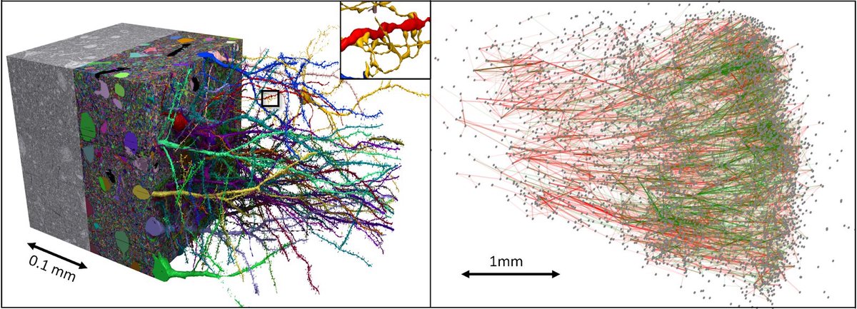 MJYoung_MD's tweet photo. Kudos @Harvard LichtmanLab and @GoogleAI on this breathtaking connectomic study of petascale fragment of
human cerebral cortex — an ultrastructural 3D dataset of 50,000 brain cells, hundreds of millions of neurites, and 130 million synaptic connections. 

https://t.co/5aTQQ50XjX https://t.co/e5FzsAgCzJ