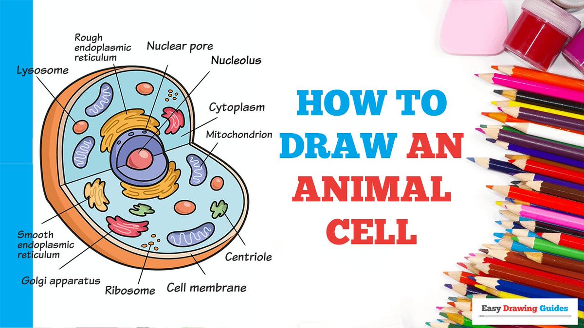 how to draw a cell