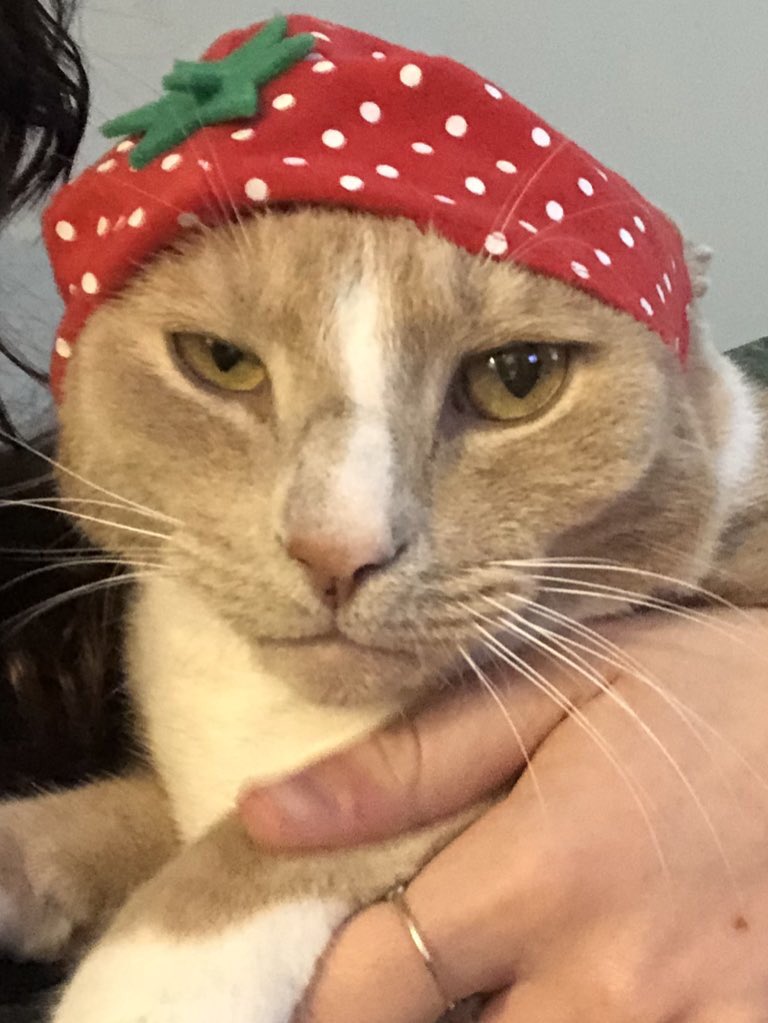 mango_tp's tweet photo. Take these hats off NOW https://t.co/ncKoWn81Wz