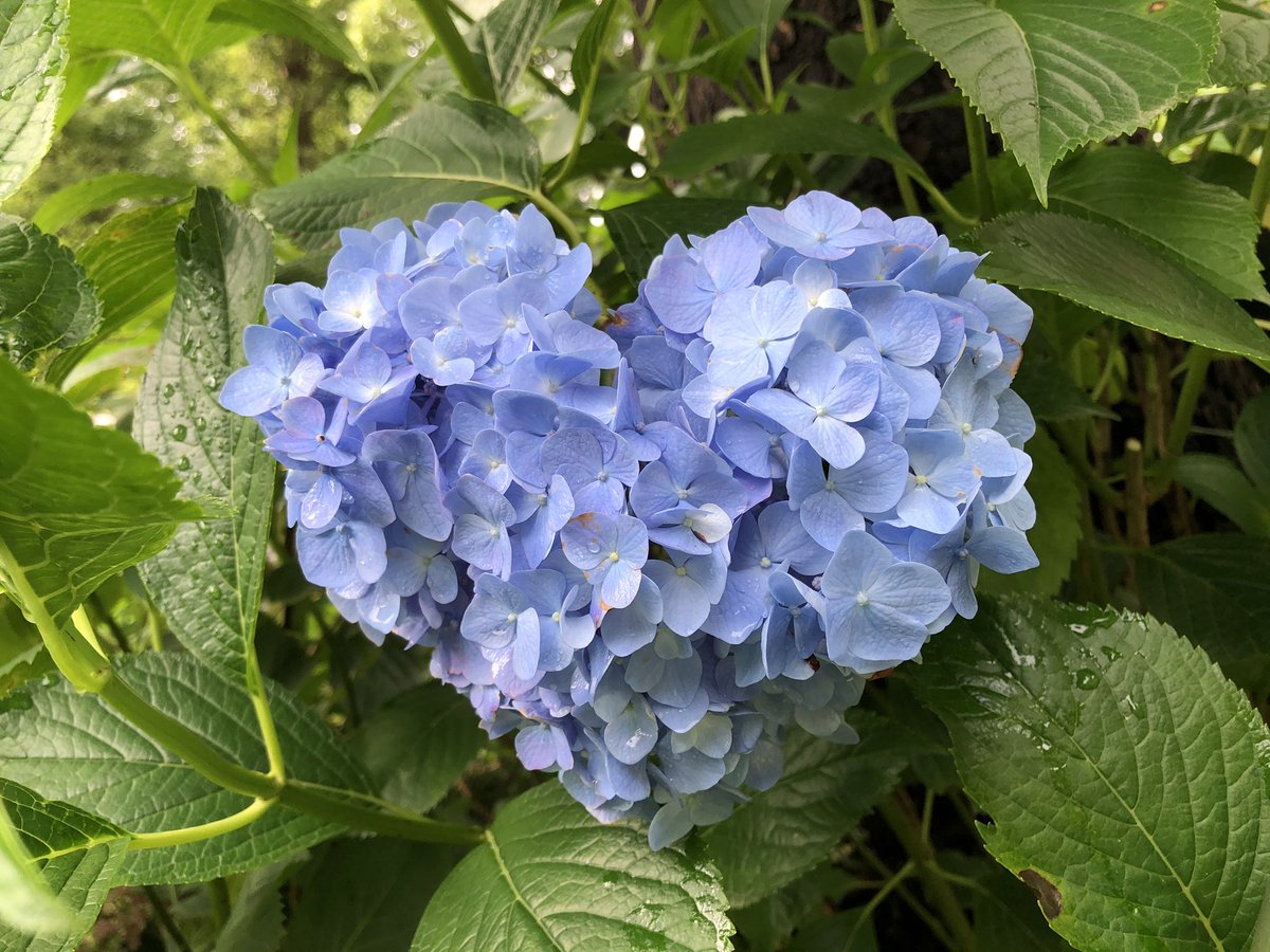 紫陽花 X ハートの紫陽花 Hotワード 紫陽花 X ハートの紫陽花 Hotワード