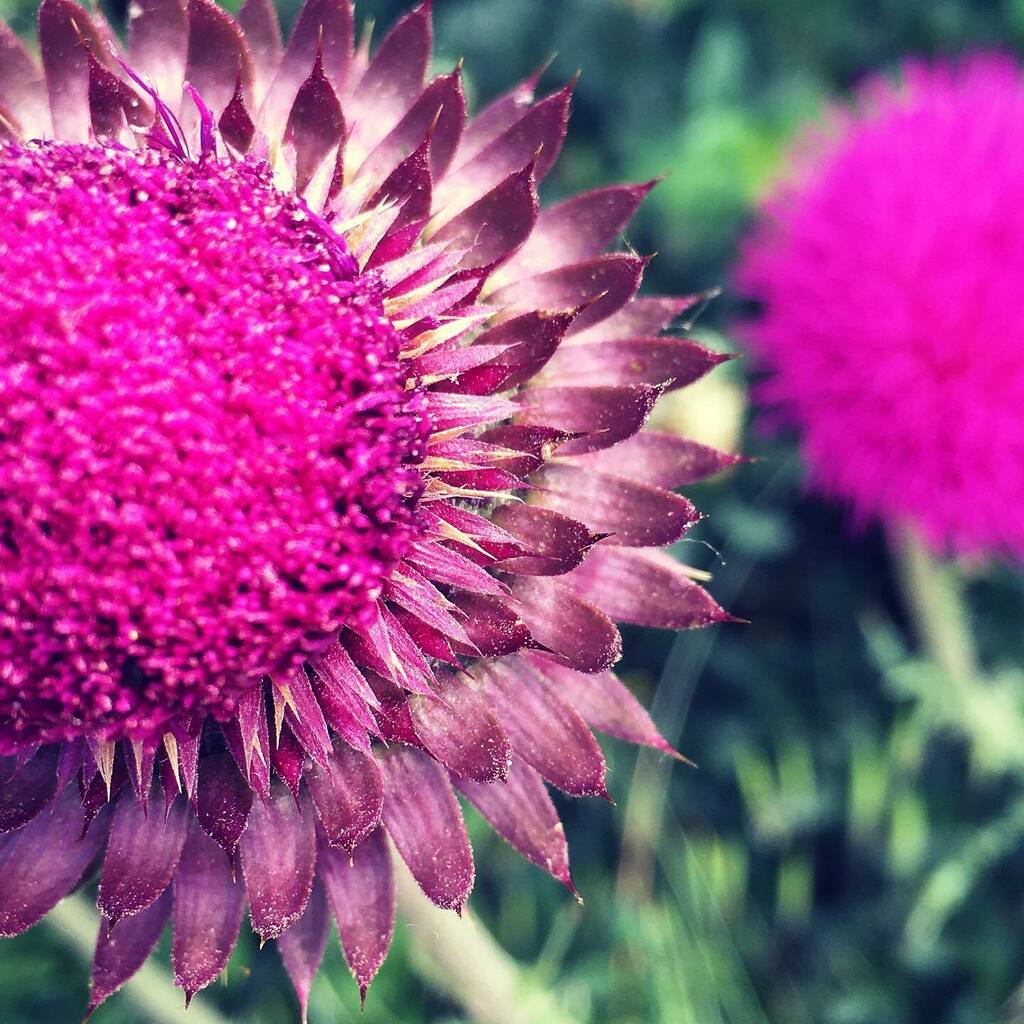 LPCNC's tweet image. NATURE IS THE BEST SUGGESTION 🙃

#nature #mandala #dynamicidentity #design #colours #project #justbreath #walking #goingaround #nature #world #inspiration #visual #martvisualdesign